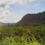 Hummingbird Highway - experienced by car rental in Belize