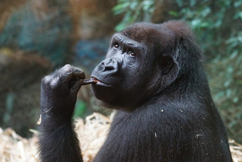 Gorilla in Uganda eating