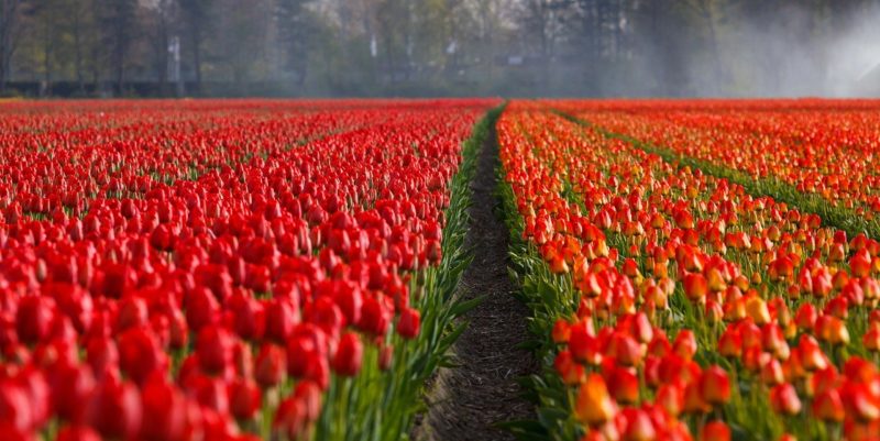 Field of red tulips in the netherlands