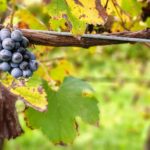 Vineyards at Medici Ermete