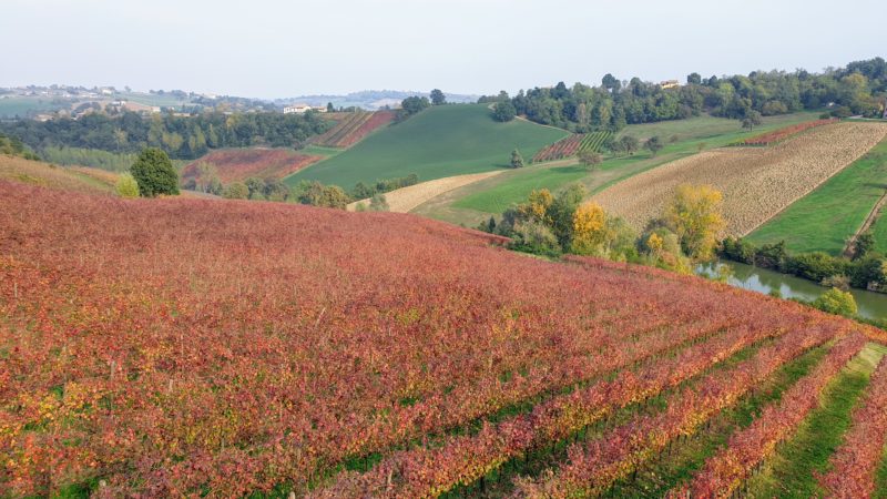 Vineyards of Opera 02 outside Modena. Just one of the many places you can add to your growing list of day trips from Bologna