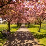 Hyde park london picnic spot