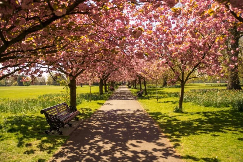 Cherry blossoms in Hyde Park, London. One of the best places for a picnic in London