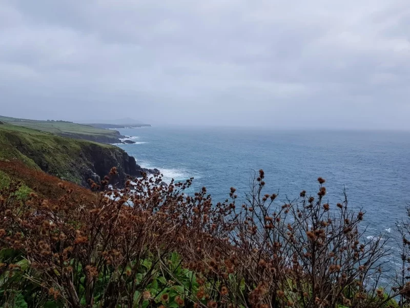 View of the Dingle Peninsula coastline with light blue waves to the right and the green cliffs on the left. Bushes in the lower half of the foreground