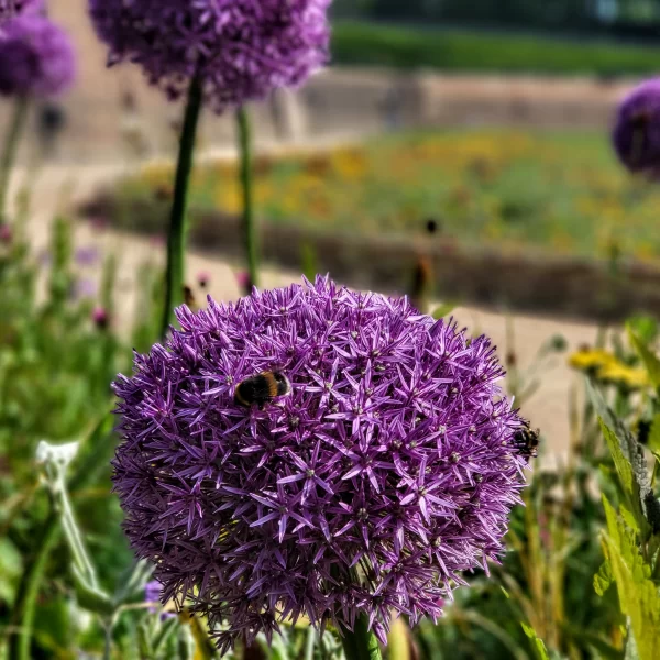 Close up of bee on a purple flower at Superbloom at the Tower of London