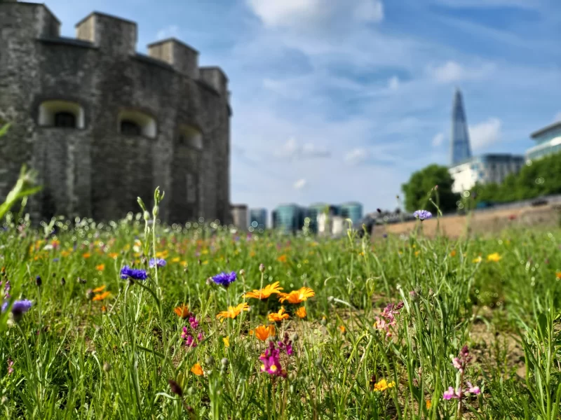 A low-angled photos showing the flowers in the green grass, a blurred Tower of London in the background to the left, and a blurred Shard to the background right.