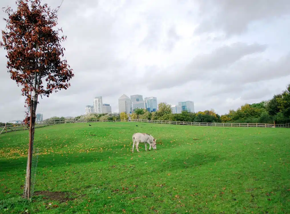 Goat standing in an open field in Mudchute City Farm in London