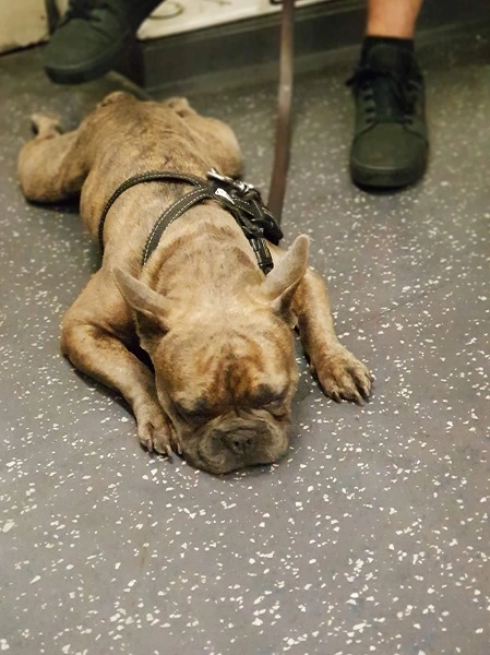 Dog on the London Underground laying flat