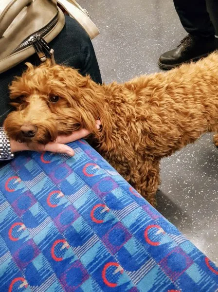 Dogs on the Tube. One of the unspoken rules of the underground