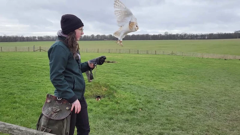 One of the National Centre for Birds of Prey with a farm owl during the flying demonstration