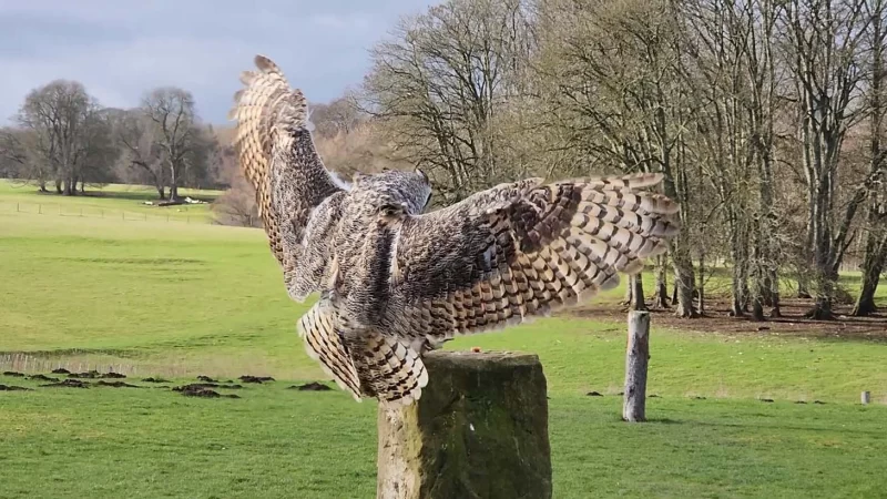 The back of an owl landing on the podium, as part of the flying demonstration at the National Centre for Birds of Prey