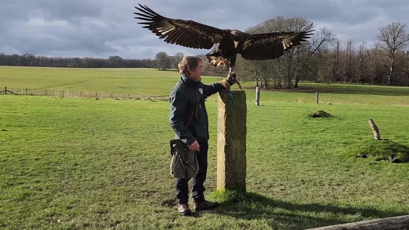 One of the trainers at the National Centre for Birds of Prey standing with a Stella Sea Eagle on his arm
