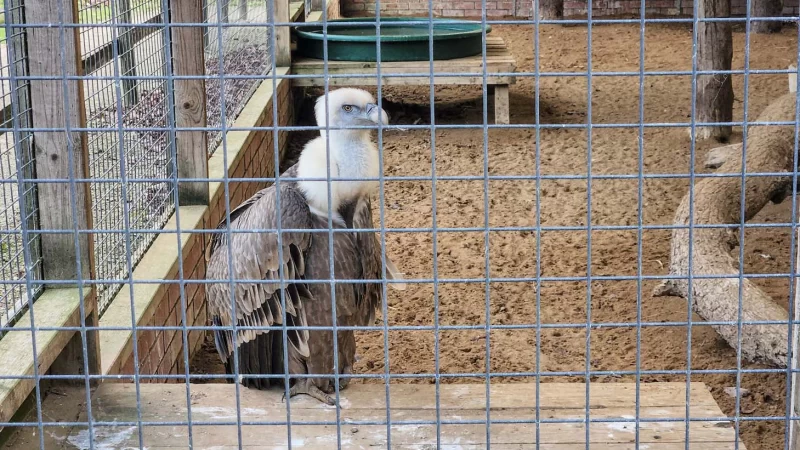 One of the large vultures in their aviary at the National Centre for Birds of Prey