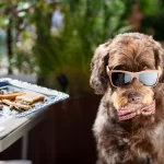 Dog with sunglasses sitting on chair with tray of bone biscuits nearby