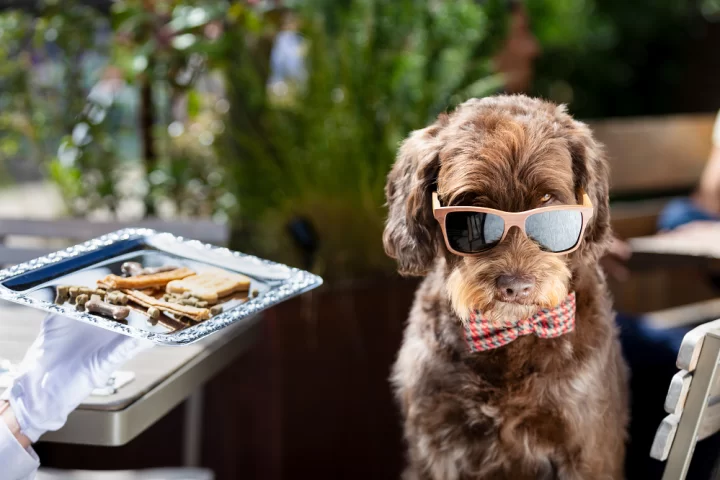 Dog with sunglasses sitting on chair with tray of bone biscuits nearby