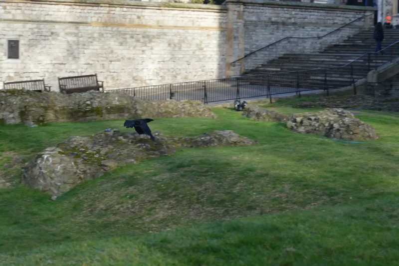 Raven in flight at The Tower of London