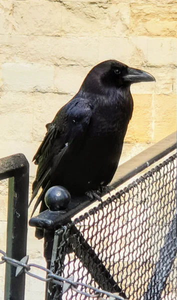 One of the famous ravens at The Tower of London sitting on a fence